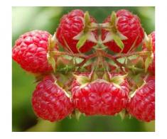 Arbusti fructiferi: Zmeur, Coacaz, Afin, Mur