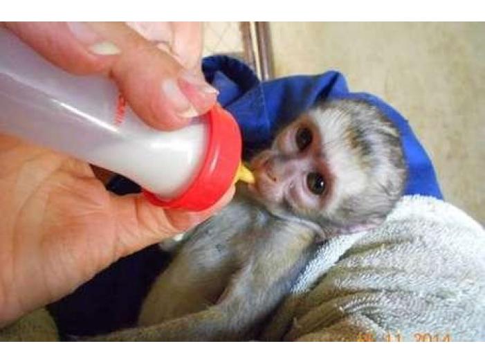 socializate au pregătit maimuțele capucin pentru adoptarea gratuită - 2/2