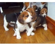 Puii de culoare Beagles colorate gata acum