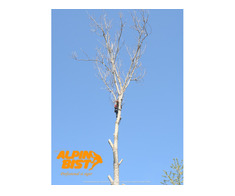 Toaletare arbori cu tehnica de alpinism utilitar