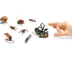 Frigotehnist ( ajutor Frigotehnist ) - Imagine 4/4