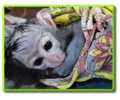 Scutece Maimuță Capucină dresată Copii pentru adopție