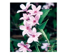 Iasomie parfumata roz,alb -galben-10+5 gratis