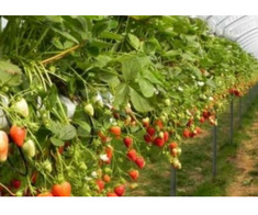 Zmeura butasi cayuga,rubin,polka -50+50 gratis - Imagine 4/8