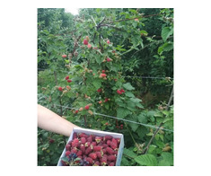 Zmeura butasi cayuga,rubin,polka -50+50 gratis - Imagine 5/8