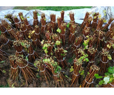 Zmeura butasi cayuga,rubin,polka -50+50 gratis - Imagine 6/8