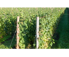 Zmeura butasi cayuga,rubin,polka -50+50 gratis - Imagine 7/8