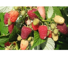 Zmeura butasi cayuga,rubin,polka -50+50 gratis - Imagine 8/8