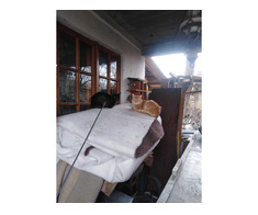 Pisoiașii frumoși de vânzare urgent - Imagine 7/7