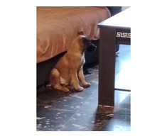 Ciobanesc belgian Malinois