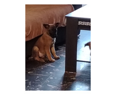 Ciobanesc belgian Malinois - Imagine 4/8