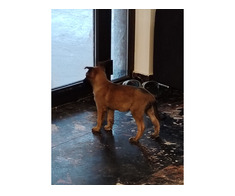 Ciobanesc belgian Malinois - Imagine 5/8