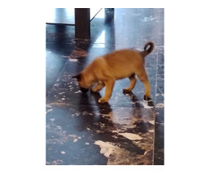 Ciobanesc belgian Malinois - Imagine 6/8