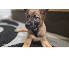 Ciobanesc belgian Malinois - Imagine 7/8