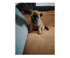 Ciobanesc belgian Malinois - Imagine 8/8