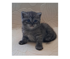 British shorthair black smoke