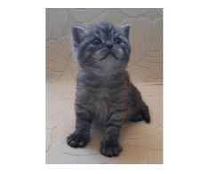 British shorthair black smoke - Imagine 4/5