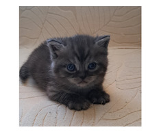 British shorthair black smoke - Imagine 5/5