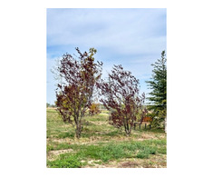Teren de vanzare, Gulia, complex Eden Forest, deschidere 30ml, 937 mp, 53.000euro - Imagine 6/8