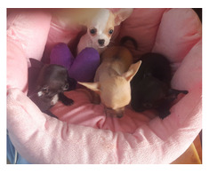 Puisori superbi de Chihuahaua - Imagine 4/4