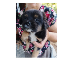 GRATUIT căței din rasa PICHINEZI