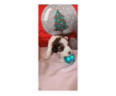 CATEI LAGOTTO BUNI PENTRU TRUFE