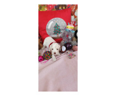 CATEI LAGOTTO BUNI PENTRU TRUFE