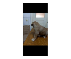 5 pui Cane Corso - Imagine 4/7