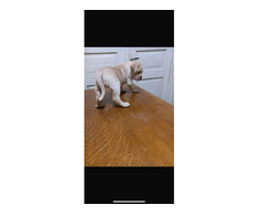 5 pui Cane Corso - Imagine 5/7
