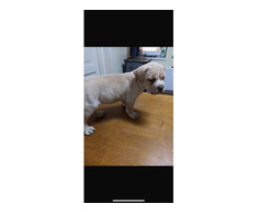 5 pui Cane Corso - Imagine 6/7