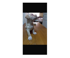 5 pui Cane Corso - Imagine 7/7